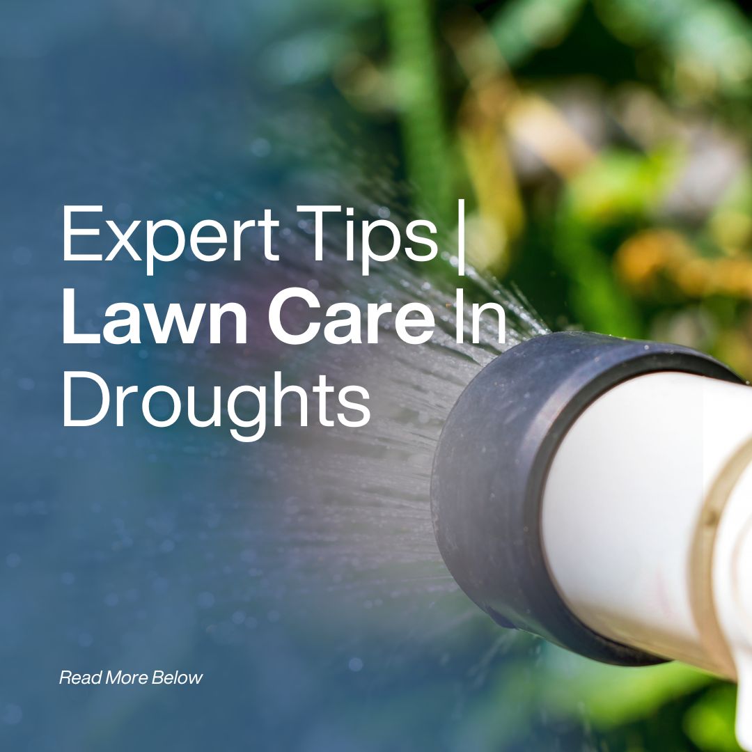 Expert Tips | Lawn Care In Droughts